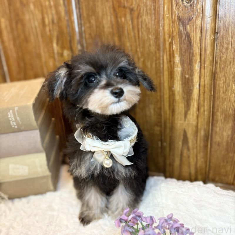 販売中の茨城県のミニチュアシュナウザー-433314の10枚目