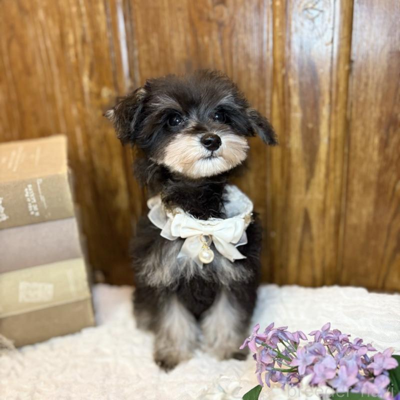 販売中の茨城県のミニチュアシュナウザー-433314の9枚目