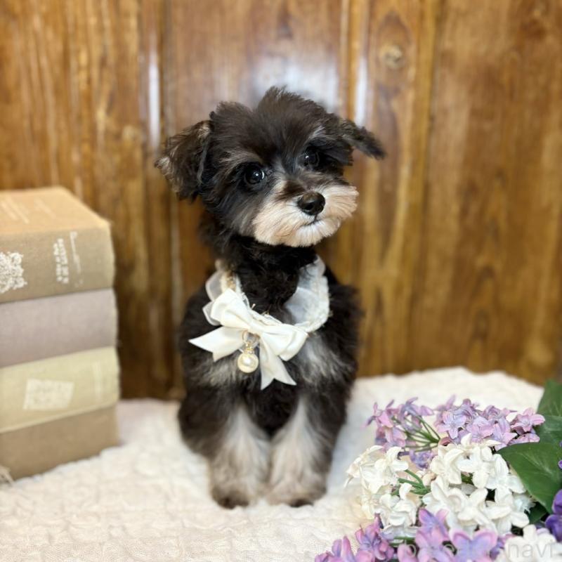 販売中の茨城県のミニチュアシュナウザー-433314の8枚目