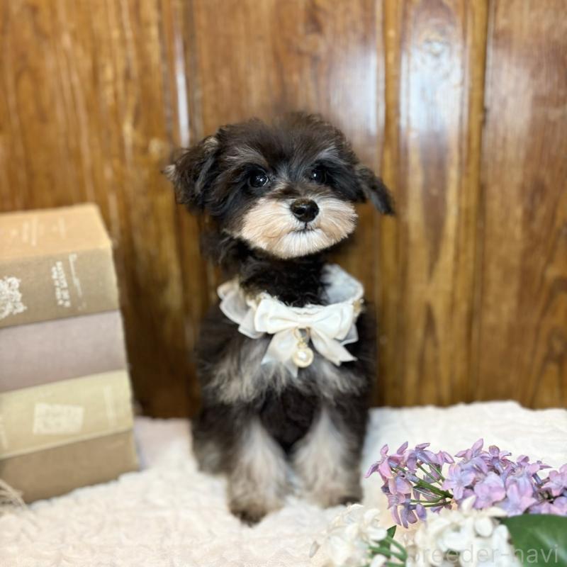 販売中の茨城県のミニチュアシュナウザー-433314の7枚目