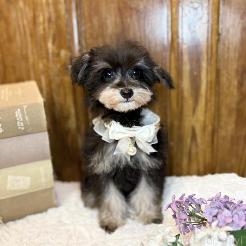 販売中の茨城県のミニチュアシュナウザー-433314の6枚目