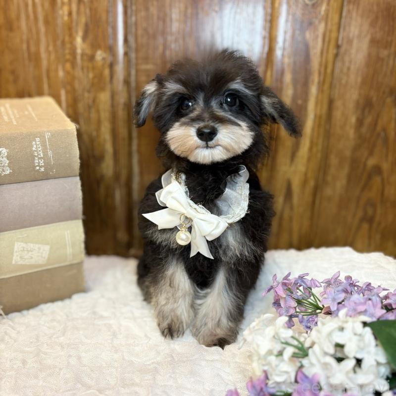 販売中の茨城県のミニチュアシュナウザー-433314の5枚目