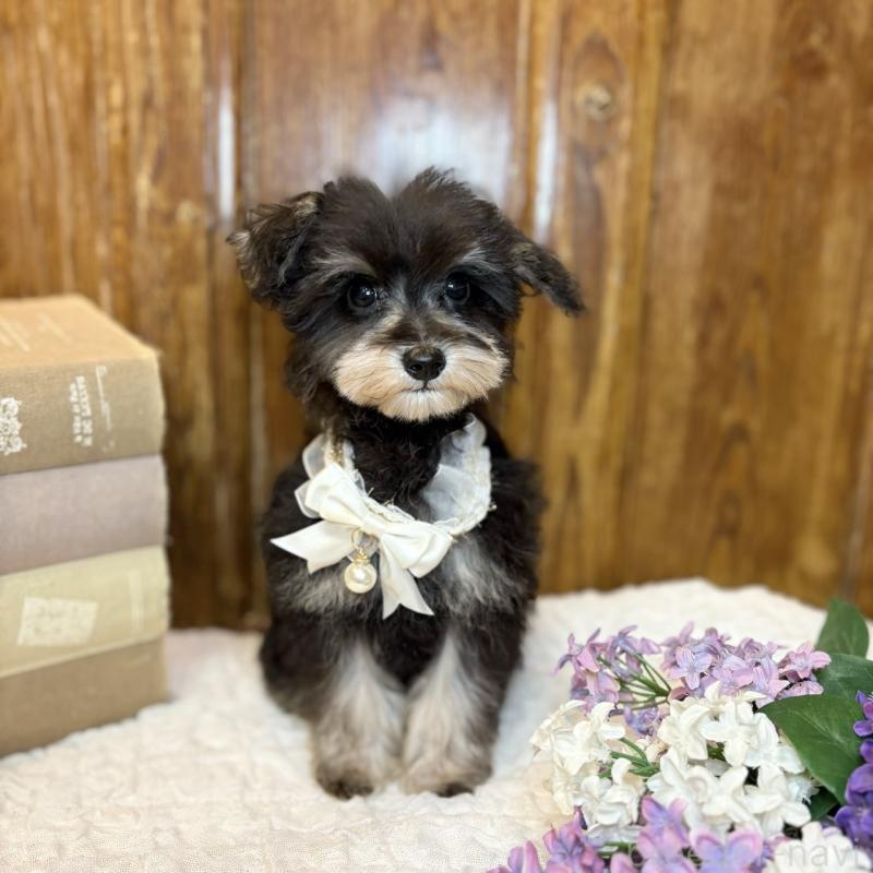 販売中の茨城県のミニチュアシュナウザー-433314の4枚目