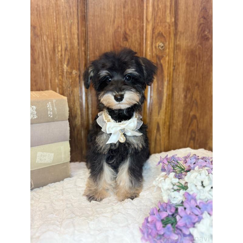 販売中の茨城県のミニチュアシュナウザー-433314の3枚目