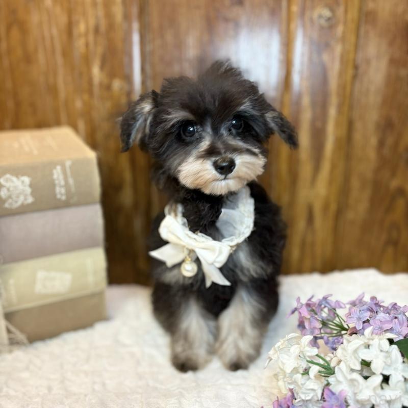 販売中の茨城県のミニチュアシュナウザー-433314の2枚目