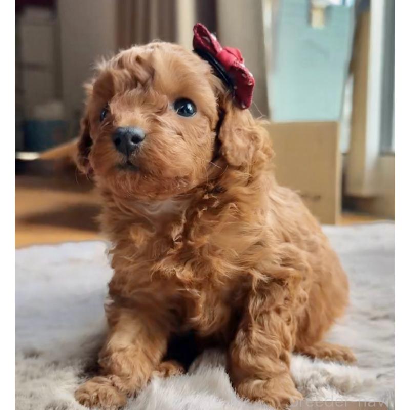 販売中の千葉県のトイプードル-432588の6枚目