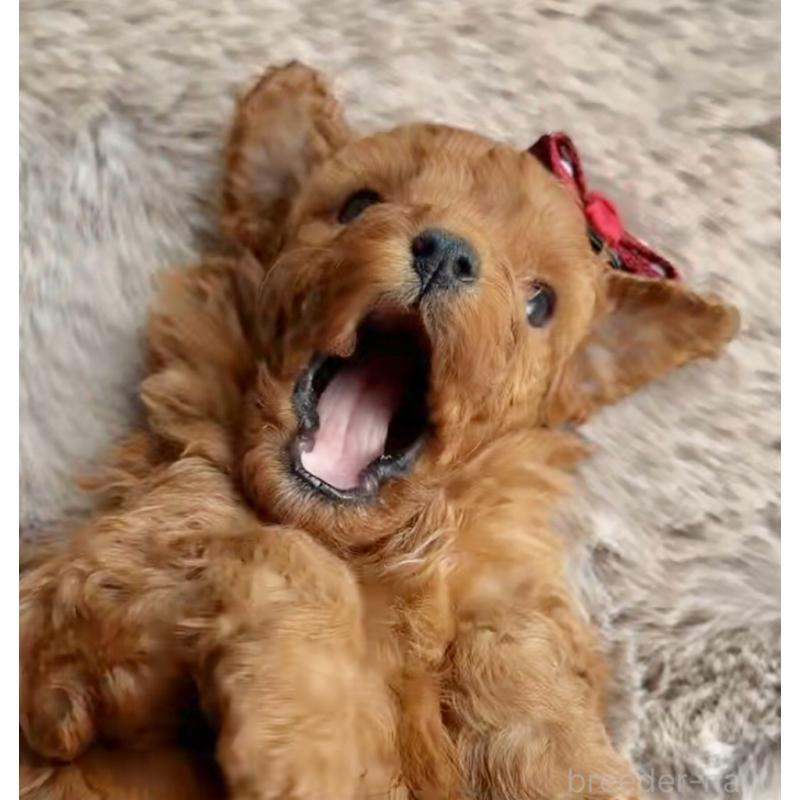 販売中の千葉県のトイプードル-432588の5枚目