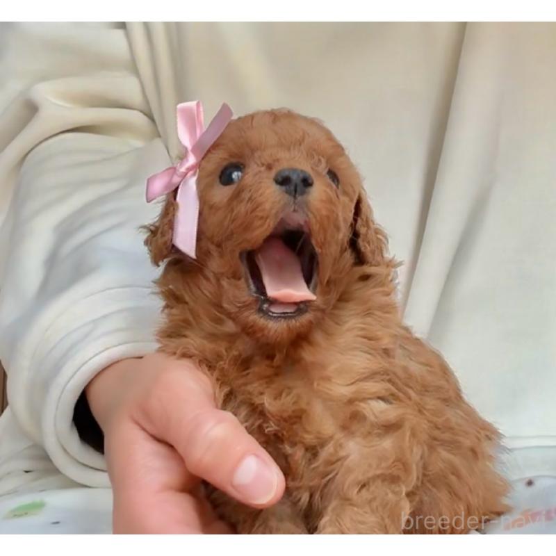 販売中の千葉県のトイプードル-432588の4枚目