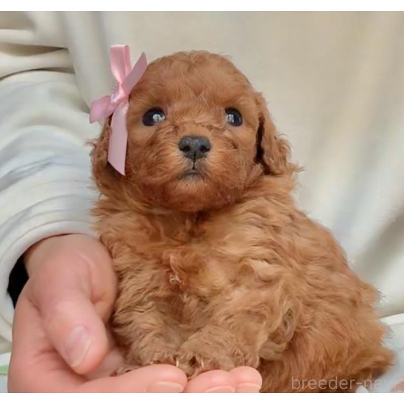 販売中の千葉県のトイプードル-432588の3枚目