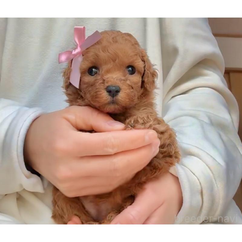 販売中の千葉県のトイプードル-432588の2枚目