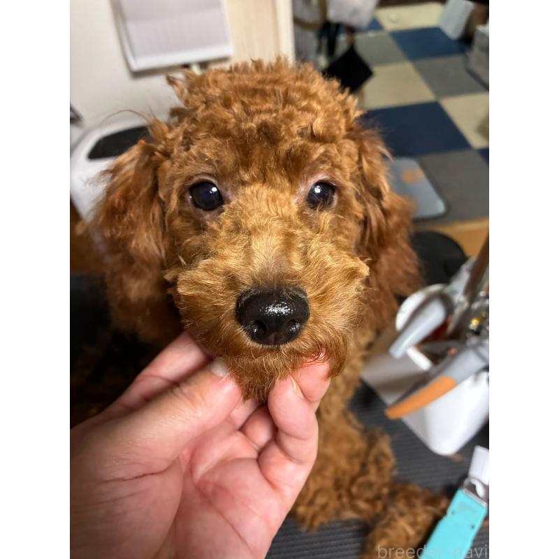 販売中の北海道のタイニープードル-399258の6枚目