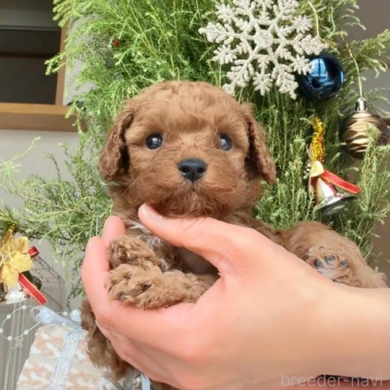 販売中の千葉県のトイプードル-432895の7枚目