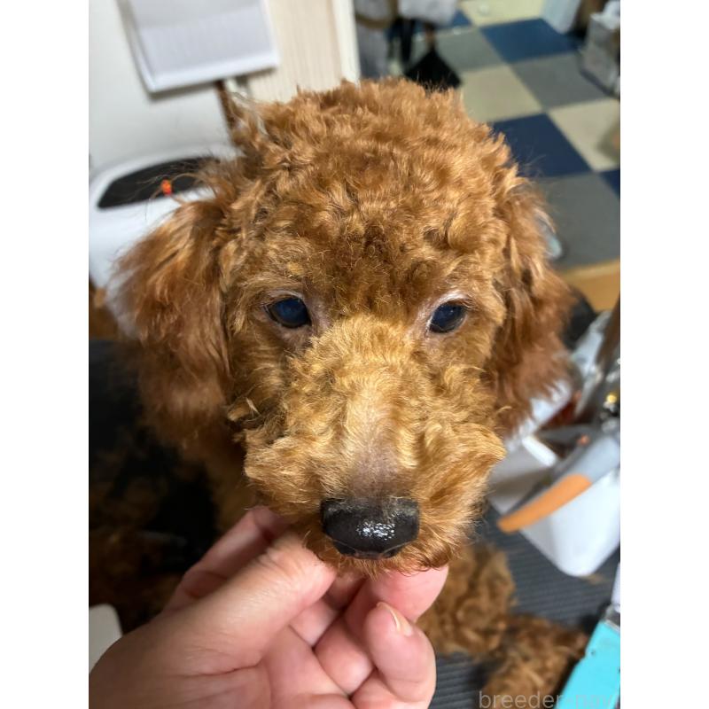 販売中の北海道のタイニープードル-399258の3枚目