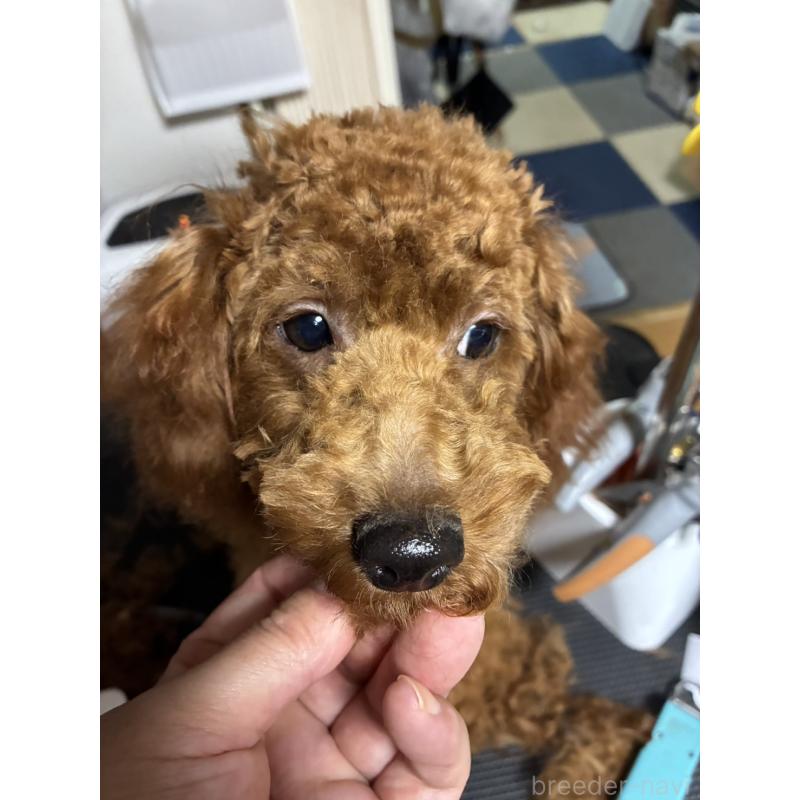 販売中の北海道のタイニープードル-399258の2枚目