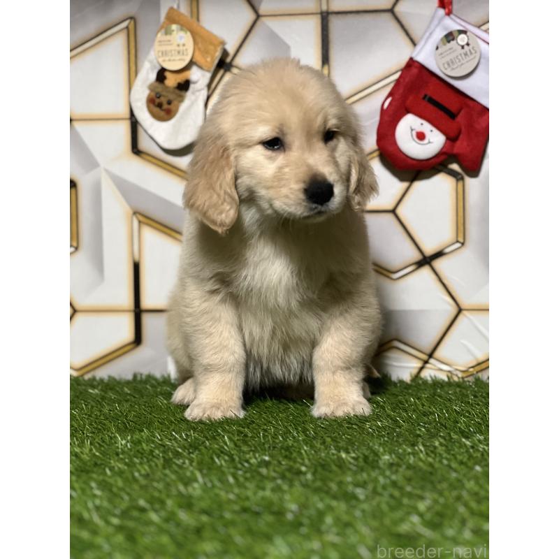 商談中の静岡県のゴールデンレトリーバー-428641の8枚目