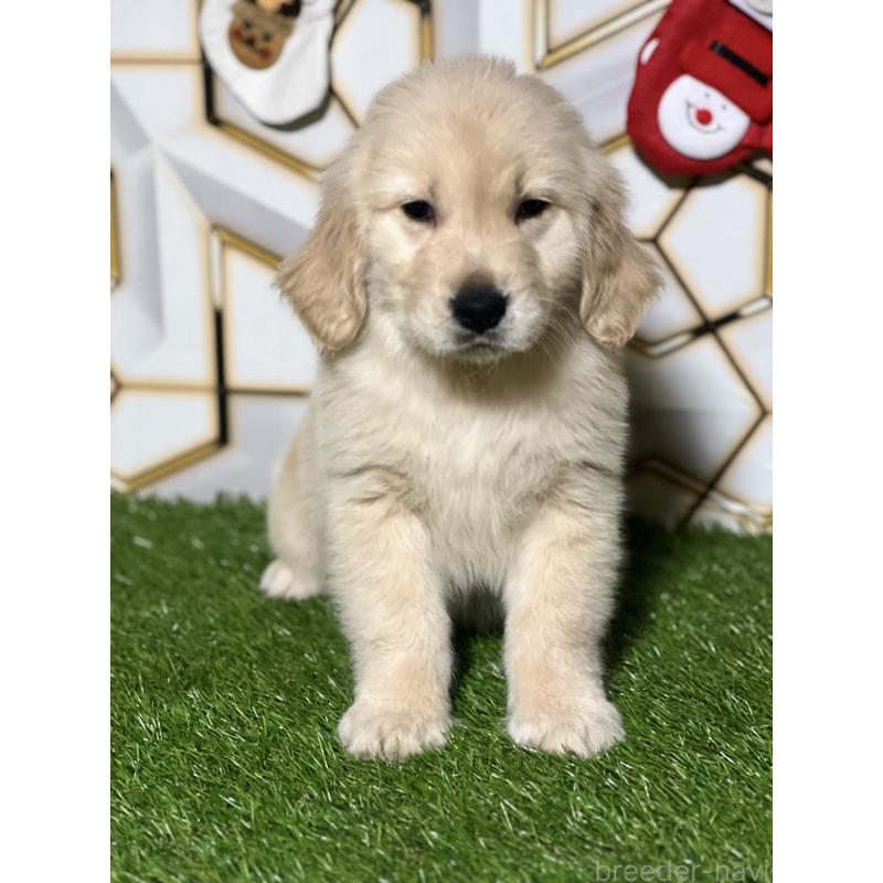 商談中の静岡県のゴールデンレトリーバー-428641の7枚目