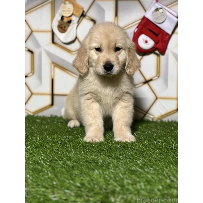 商談中の静岡県のゴールデンレトリーバー-428641の6枚目