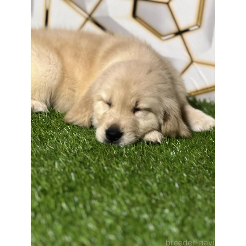 商談中の静岡県のゴールデンレトリーバー-428641の5枚目