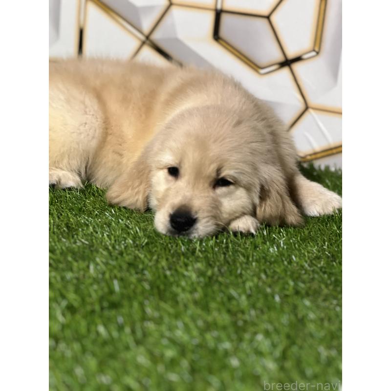 商談中の静岡県のゴールデンレトリーバー-428641の4枚目