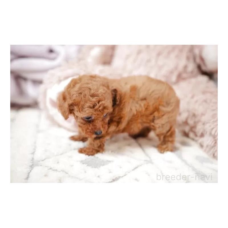 販売中の静岡県のティーカッププードル-433317の5枚目