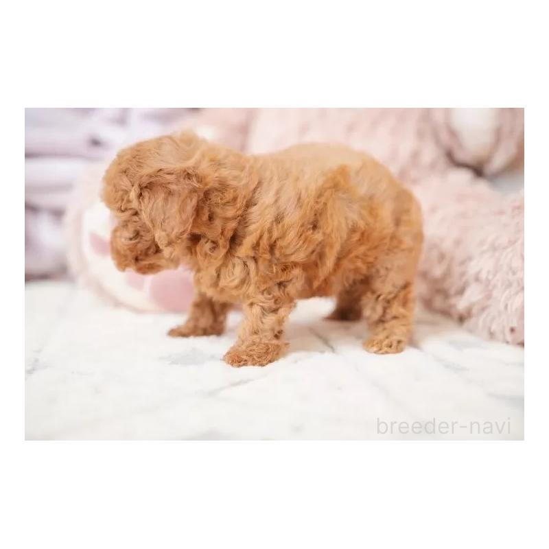 販売中の静岡県のティーカッププードル-433317の4枚目