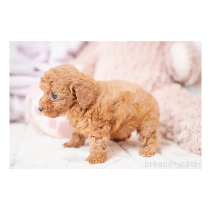 販売中の静岡県のティーカッププードル-433317の3枚目