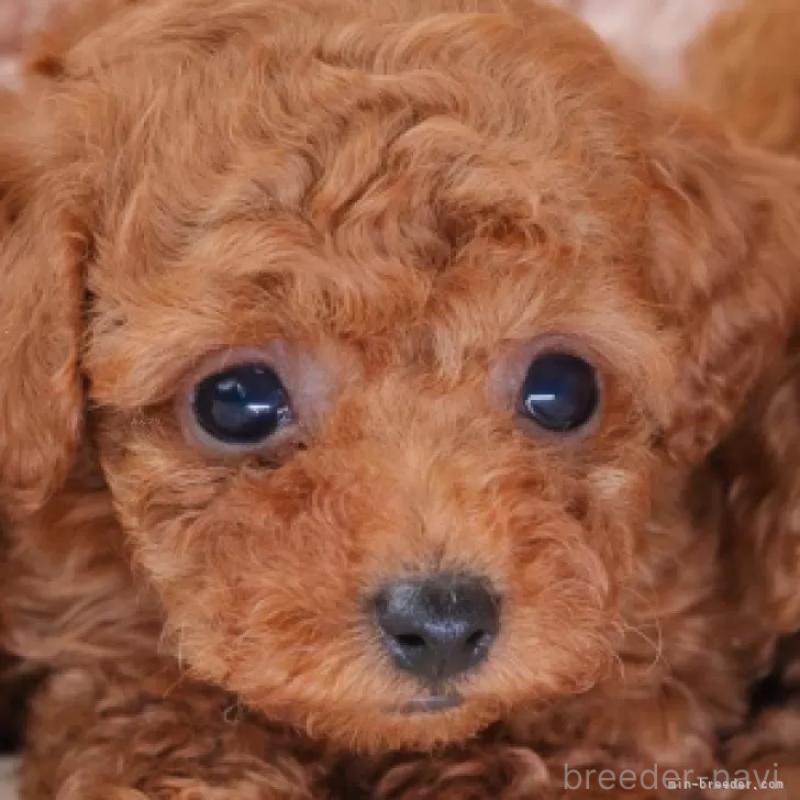 販売中の静岡県のティーカッププードル-433317の2枚目