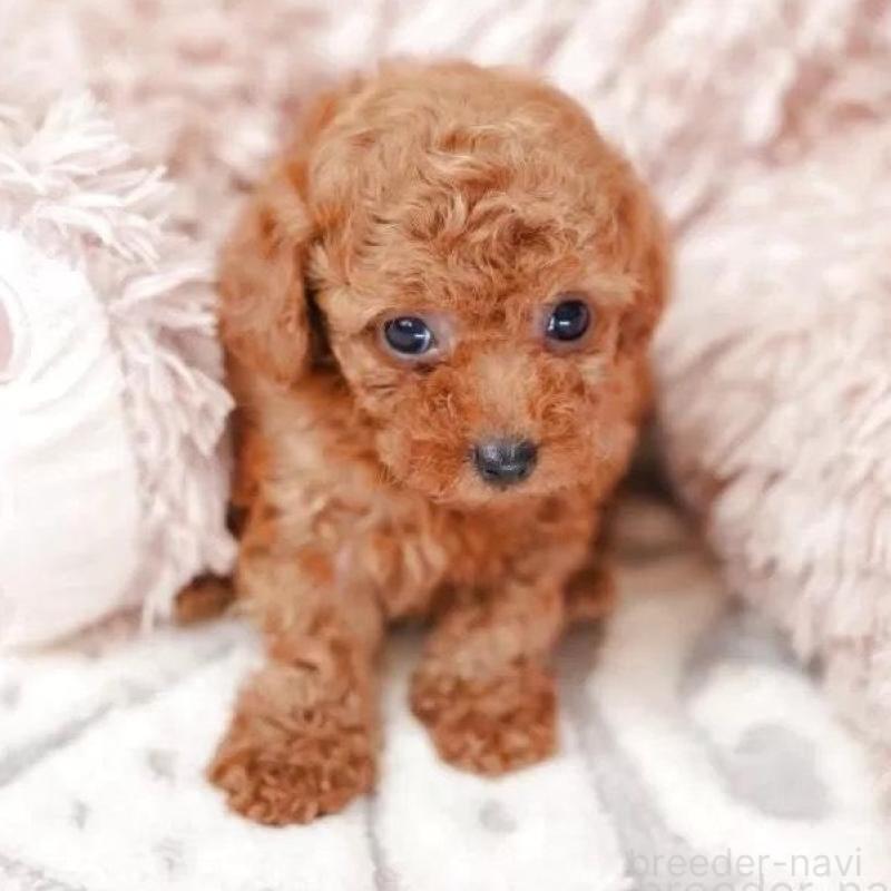 販売中の静岡県のティーカッププードル-433317の1枚目