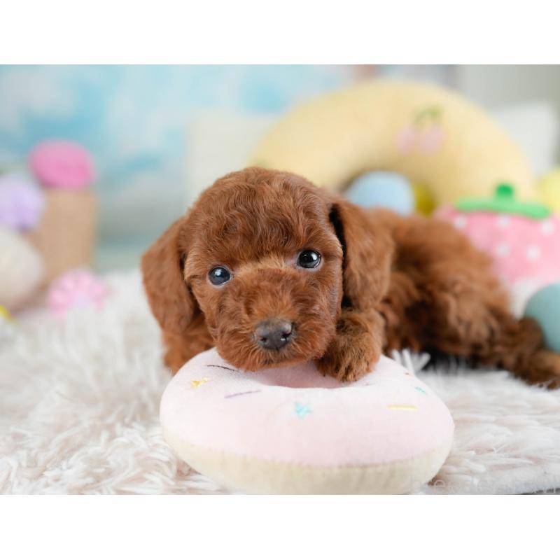 販売中の埼玉県のトイプードル-433318の9枚目