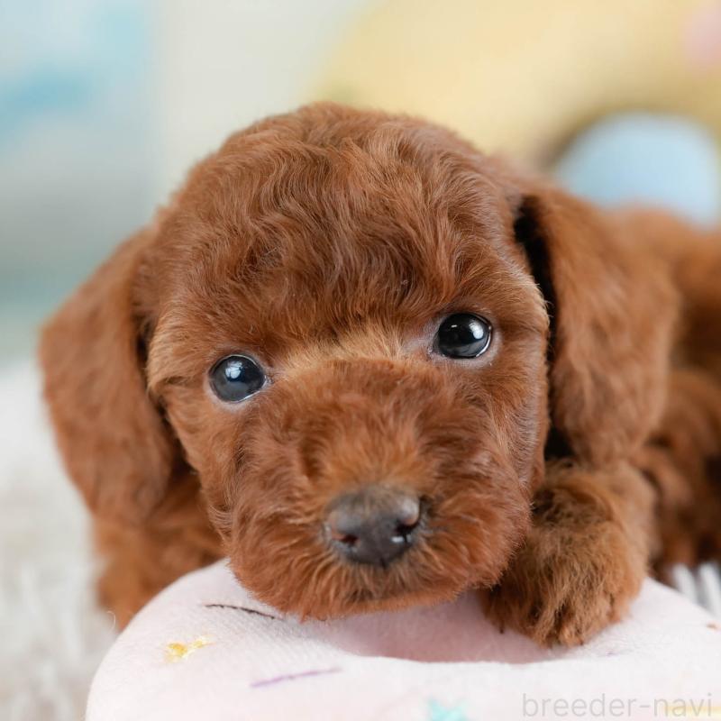 販売中の埼玉県のトイプードル-433318