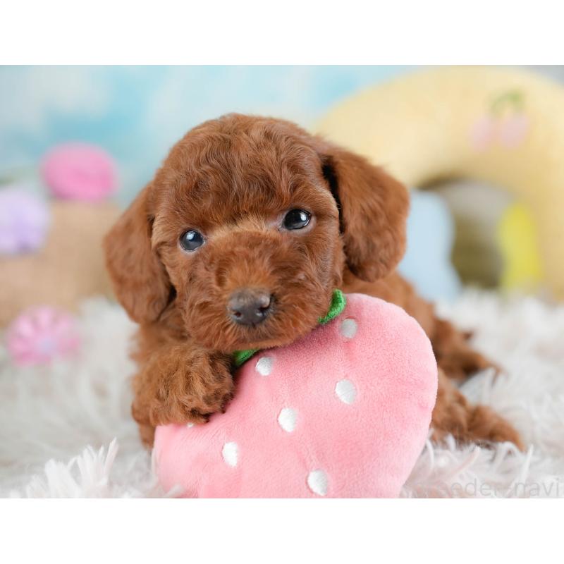 販売中の埼玉県のトイプードル-433318の7枚目