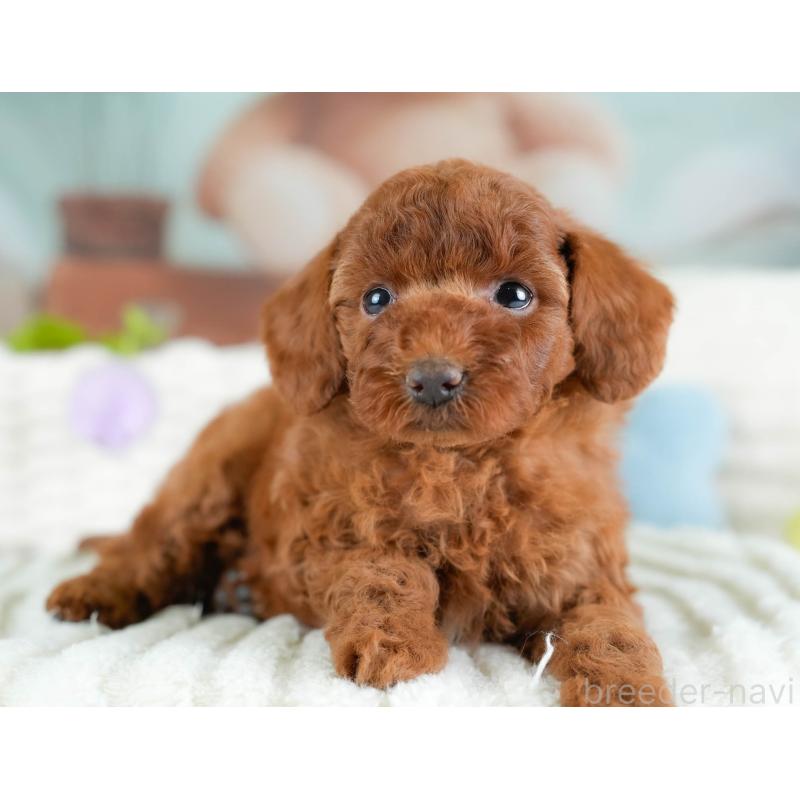 販売中の埼玉県のトイプードル-433318の6枚目