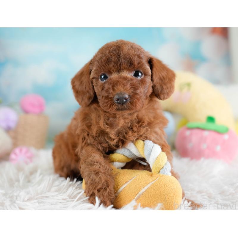 販売中の埼玉県のトイプードル-433318の5枚目