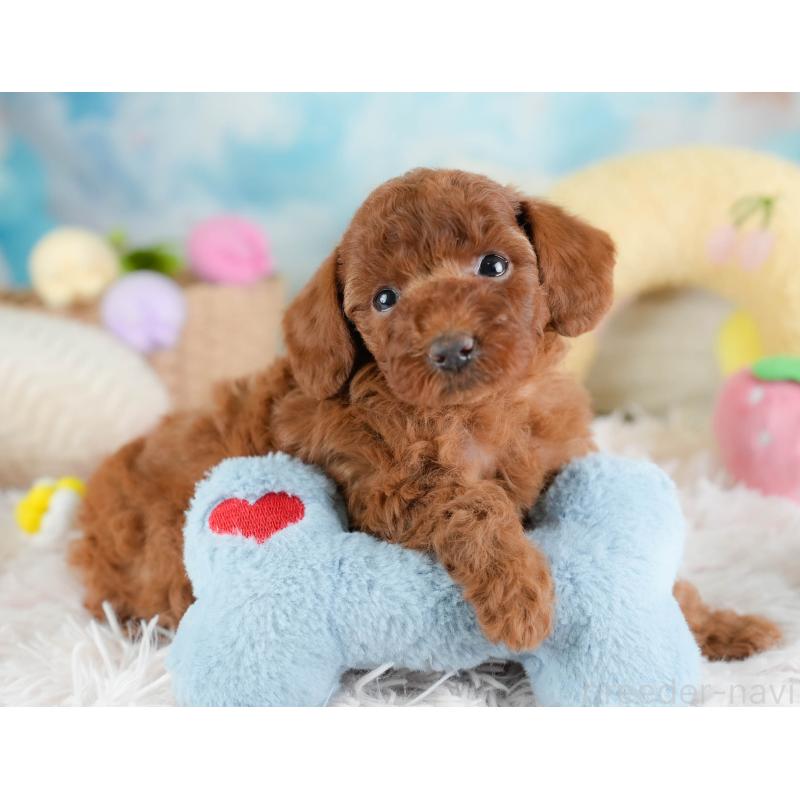 販売中の埼玉県のトイプードル-433318の4枚目