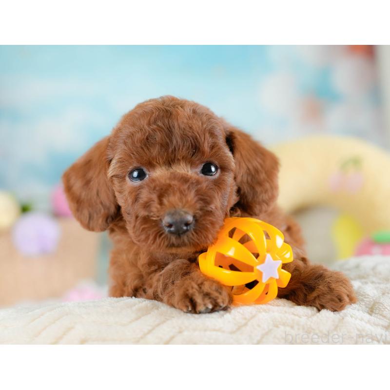 販売中の埼玉県のトイプードル-433318の3枚目