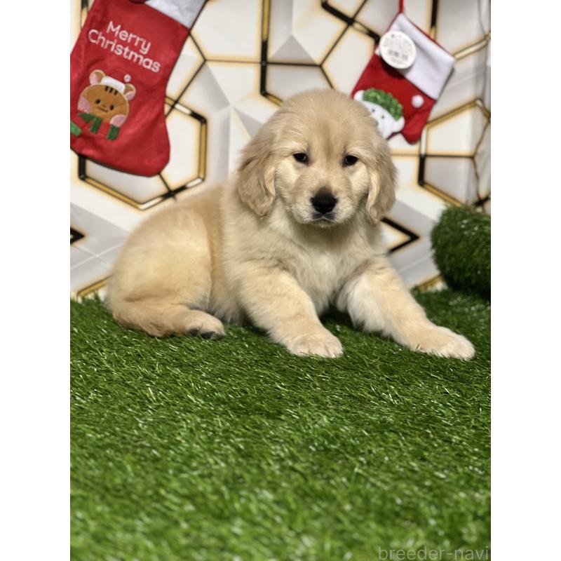 商談中の静岡県のゴールデンレトリーバー-428641の3枚目