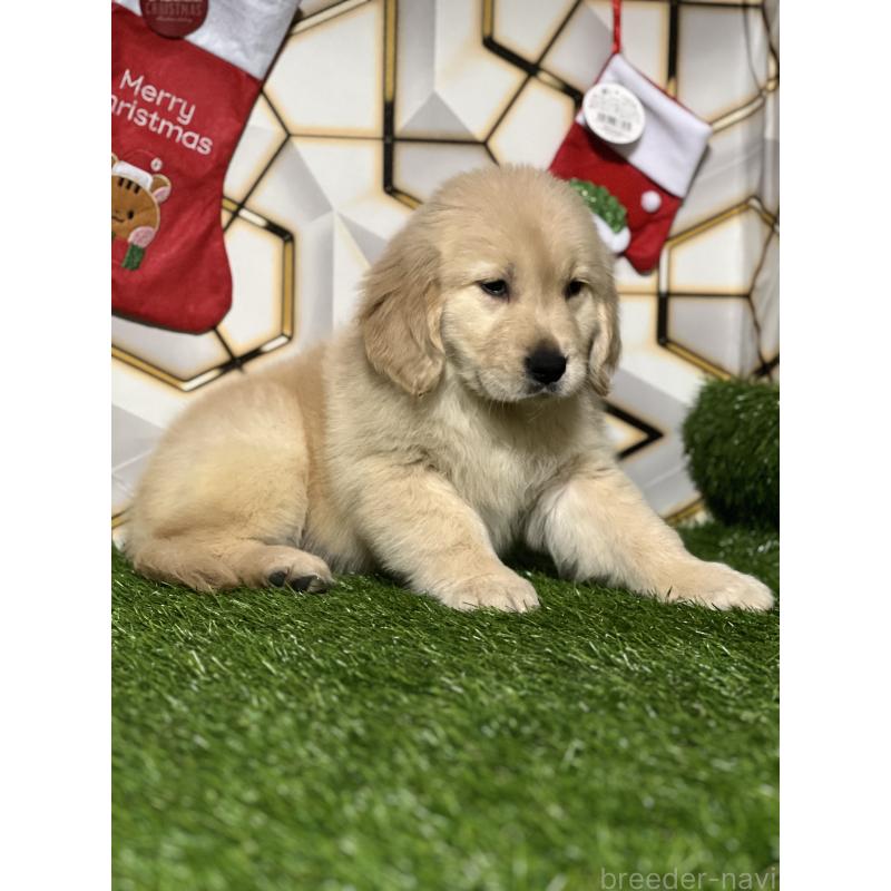 商談中の静岡県のゴールデンレトリーバー-428641の2枚目