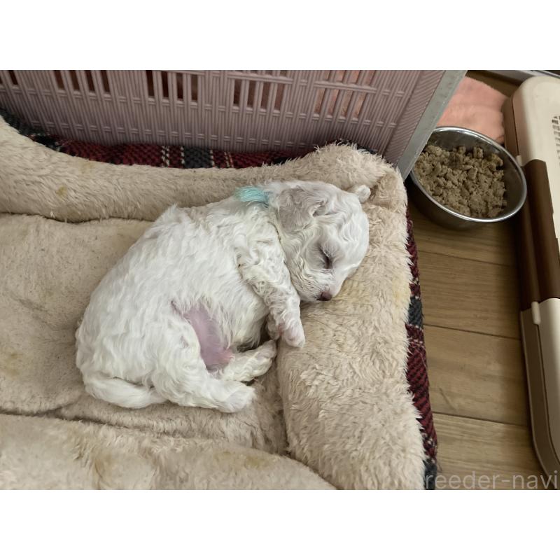 販売中の東京都のビションフリーゼ-433322の2枚目