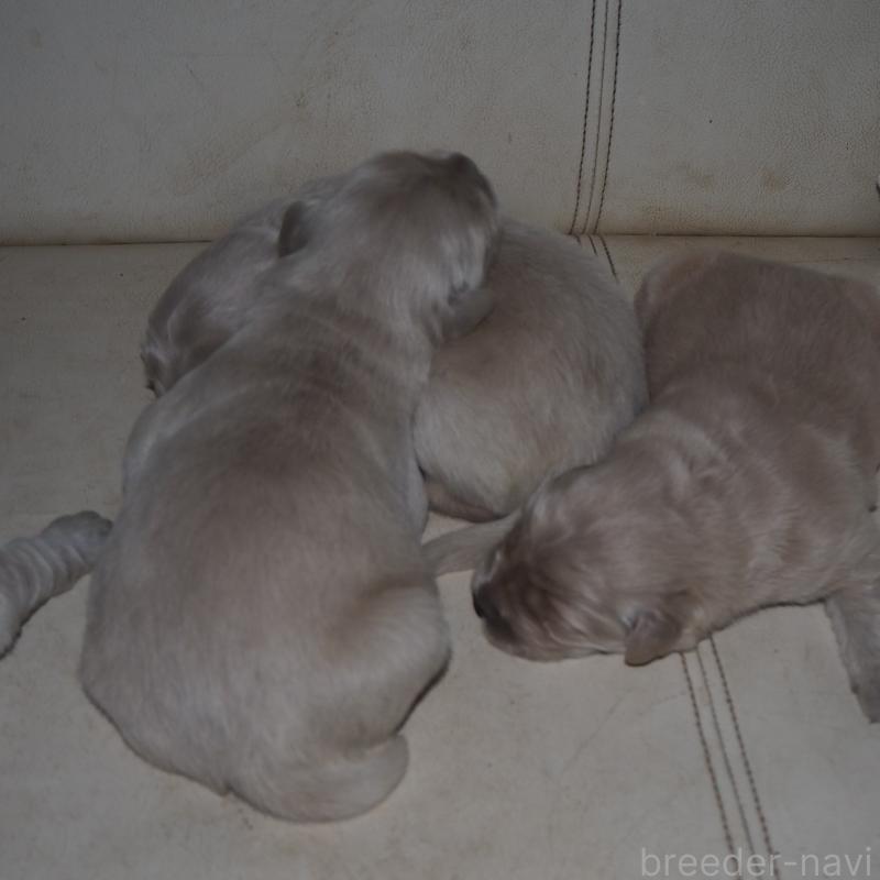 商談中の山梨県のゴールデンレトリーバー-431953の38枚目