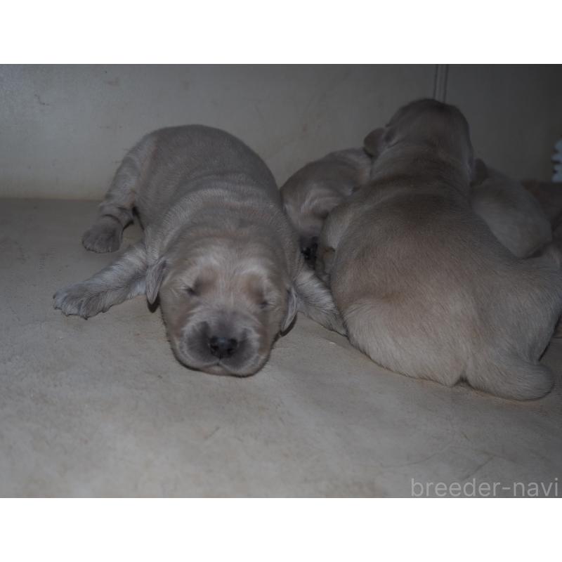 商談中の山梨県のゴールデンレトリーバー-431953の37枚目