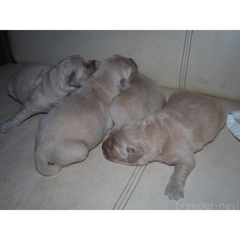 商談中の山梨県のゴールデンレトリーバー-431953の36枚目