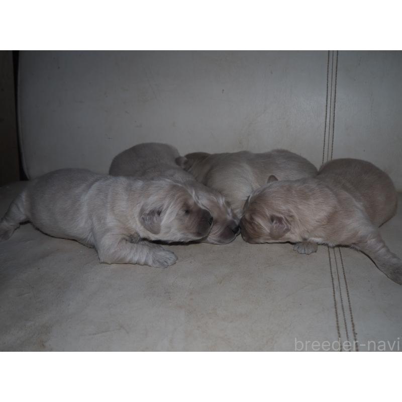 商談中の山梨県のゴールデンレトリーバー-431953の35枚目