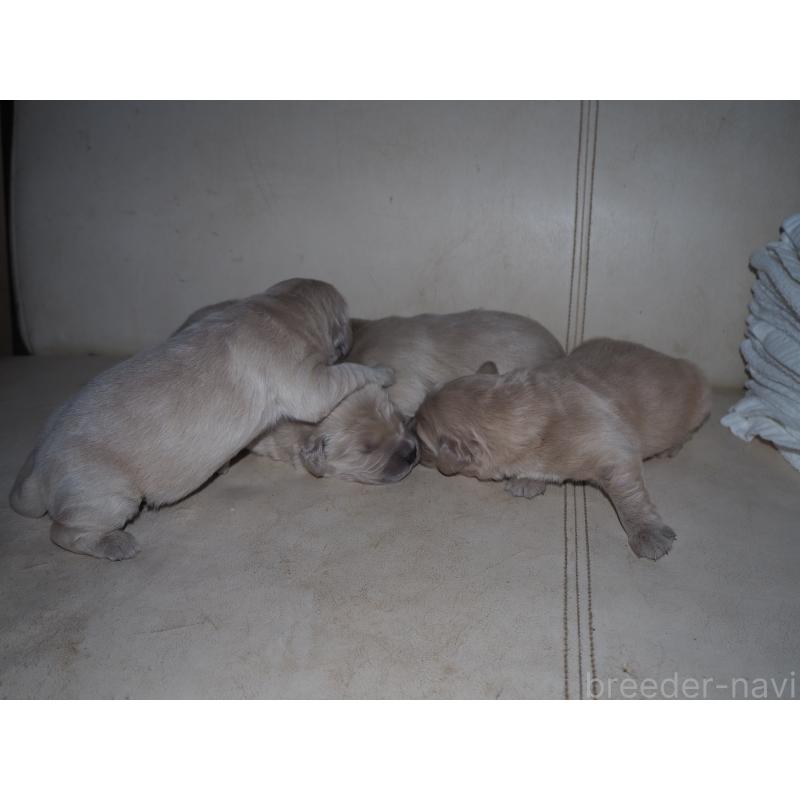 商談中の山梨県のゴールデンレトリーバー-431953の34枚目