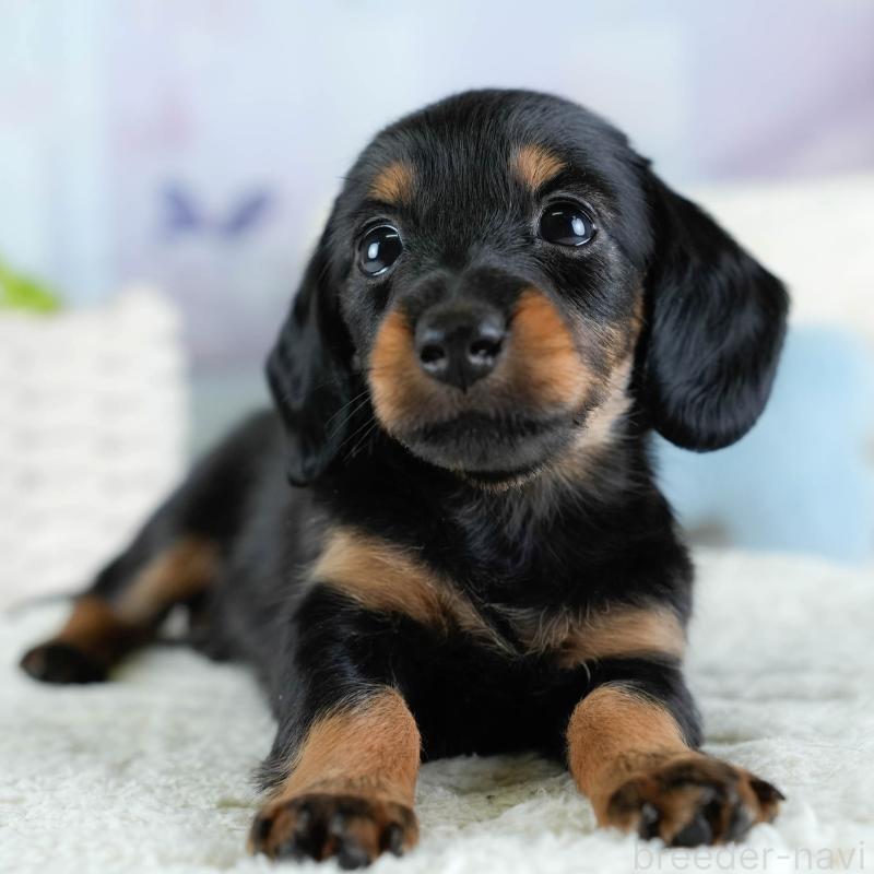 販売中の埼玉県のカニンヘンダックスフンド(ロングヘアード)-433323