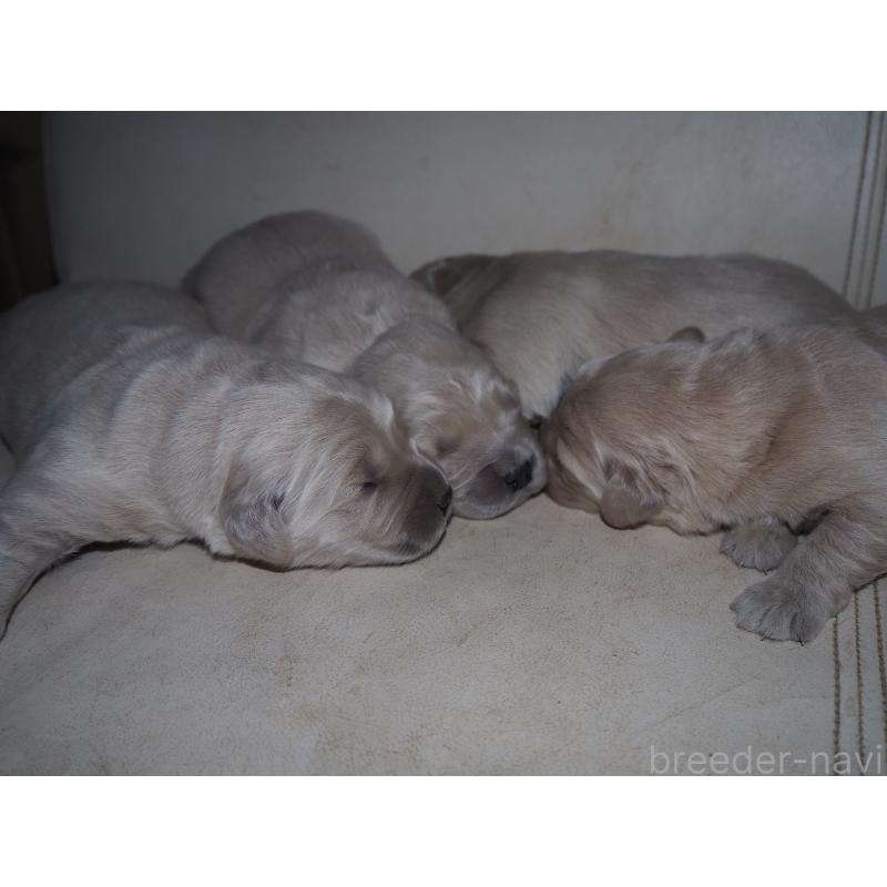 商談中の山梨県のゴールデンレトリーバー-431953の33枚目