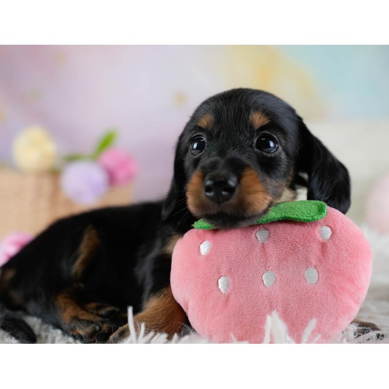 販売中の埼玉県のカニンヘンダックスフンド(ロングヘアード)-433323の8枚目