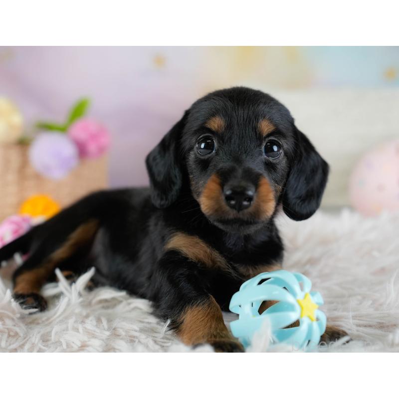 販売中の埼玉県のカニンヘンダックスフンド(ロングヘアード)-433323の7枚目