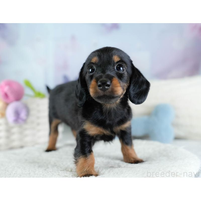 販売中の埼玉県のカニンヘンダックスフンド(ロングヘアード)-433323の6枚目