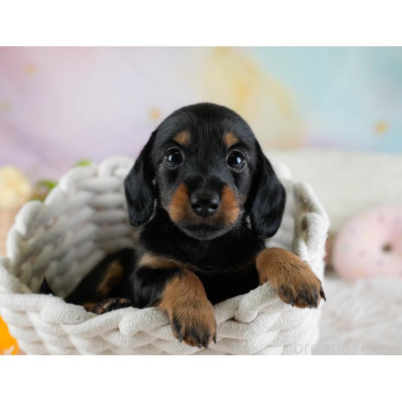 販売中の埼玉県のカニンヘンダックスフンド(ロングヘアード)-433323の5枚目