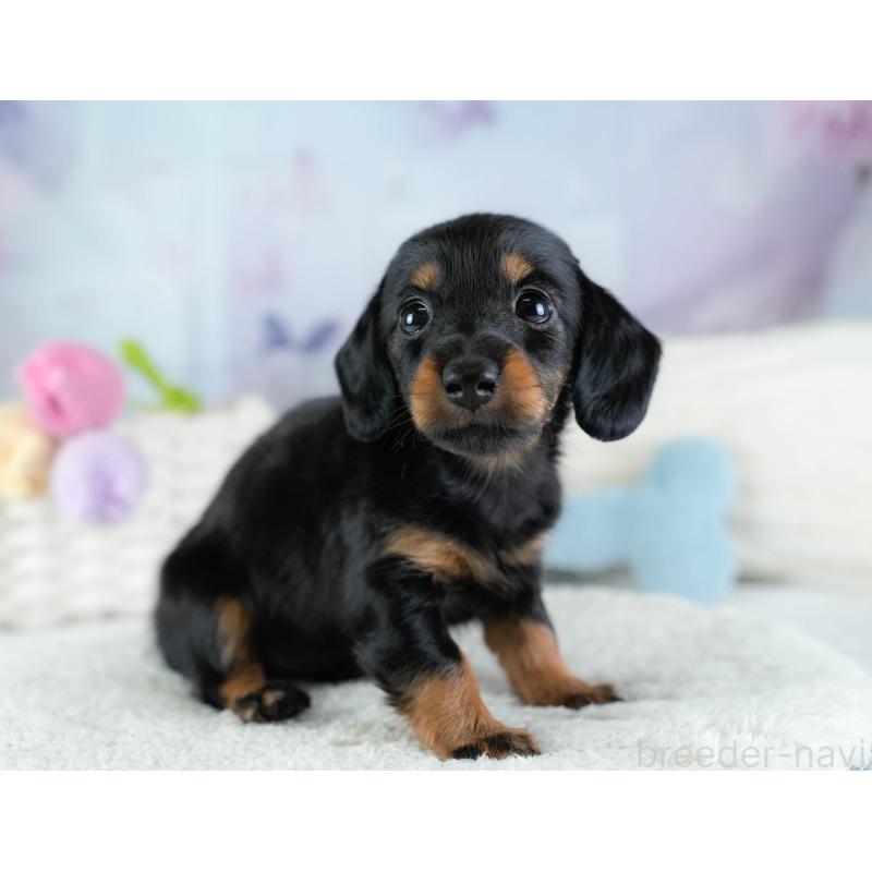 販売中の埼玉県のカニンヘンダックスフンド(ロングヘアード)-433323の4枚目